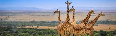 Safaris from Nairobi