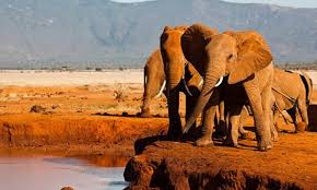 Kenyan Holiday camping safari is a wonderful camping safari from Nairobi