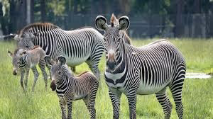 Tree Tops Kenya camping safari is a beautiful camping safari