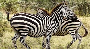 Tanzania holiday Safari is an interesting safari in Tanzania holidays
